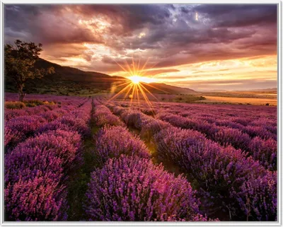 Produktbild von Wallario Wandbild Lavendelfeld bei Sonnenuntergang - Sonnenstrahlen, Größe: 40,30 x 50,30 cm, Poster mit weißem Aluminiumrahmen