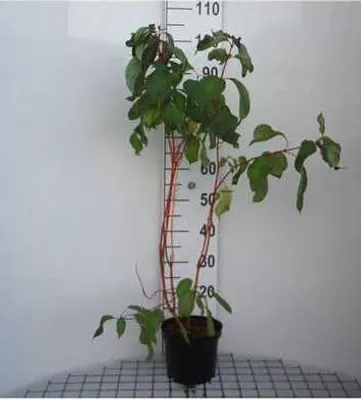 Image de Cornus alba 'Baton Rouge'® - Cornouiller 40- 60 cm en conteneur
