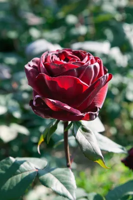 Produktbild von Rosa 'Barkarole', Edelrose, dunkelrot, 3-5 Liter Container