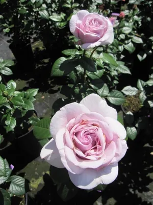 Produktbild von Rosa Pacific Blue ® - Edelrose Pacific Blue - Tantau Rose