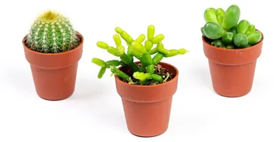 Produktbild von Gardners Set, 3 Stück Kakteen-Mix, Durchmesser 3,5 cm