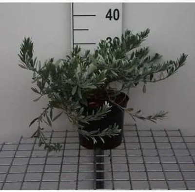 Immagine prodotto di Convolvulus cneorum - Arbusto da fiore 25- 30 cm in contenitore