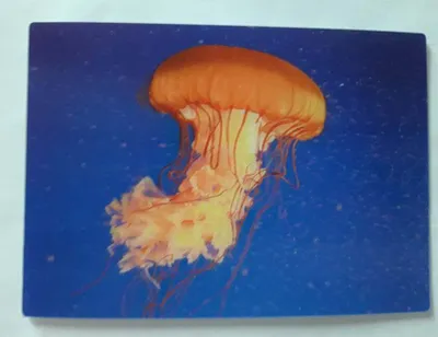 Produktbild von 3 D Ansichtskarte Qualle, Postkarte Wackelkarte Hologrammkarte Quallen, Medusa Tiere Fisch Fische