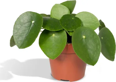 Produktbild von Meergroothandel Pilea Peperomiodes (Pfannkuchenpflanze) - 20 cm, Ø12 cm