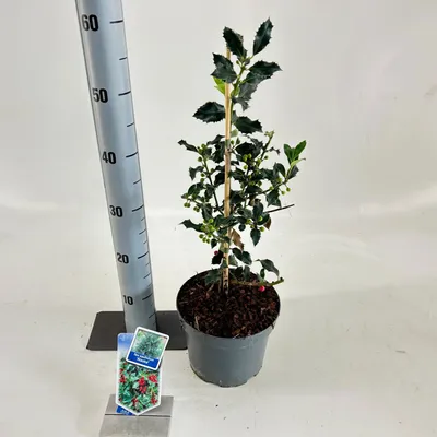 Immagine prodotto di Ilex ‘Alaska’ - Agrifoglio | 40-60 cm in vaso