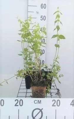 Obrázok produktu pre 6 x Lamiastrum galeobdolon - žihľava zlatá - kvetináč 9 x 9 cm