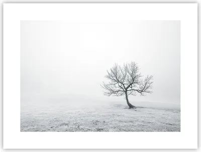 Produktbild von Poster - Poster ohne Rahmen - Baum Feld Natur - 40x30 cm - Wand Bild - Wanddeko - Wandbilder - Kunstposter - Wandposter - Bilder - Kunstdruck - Wanddekoration - Wandbild - P2XAA40x30-3683