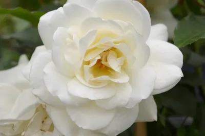 Produktbild von Kletterrose Climbing Schneewittchen® Iceberg® - Rosa - reinweiß - Ramblerrose