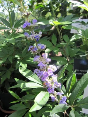 Produktbild von Vitex agnus-castus latifolia - Mönchspfeffer - Keuschlamm - Keuschbaum - 40-60cm