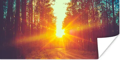 Produktbild von MuchoWow® Poster Sonnenuntergang - Bäume - Wald - Natur 40x20 cm - Poster für die Wand - Poster Schlafzimmer