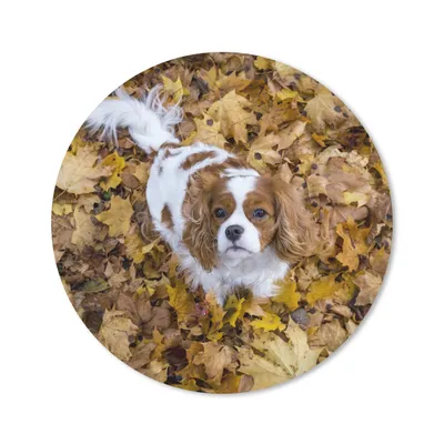 Produktbild von MuchoWow® Mauspad Mousepad Cavalier King Charles Spaniel unter dem Herbstlaub 20x20 cm - Mousepads - Maus Mat - Pad - Mausunterlage - Schreibtischmatte