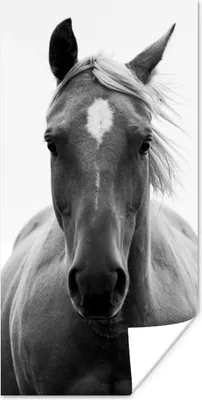 Produktbild von MuchoWow® Poster Pferd - Tier - Schwarz - Weiß 20x40 cm - Plakat - Foto
