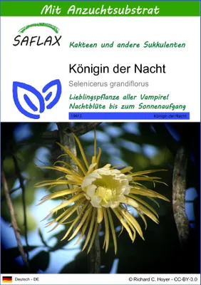 Produktbild von SAFLAX - Kakteen - Königin der Nacht - 40 Samen - Mit keimfreiem Anzuchtsubstrat - Selenicerus grandiflorus