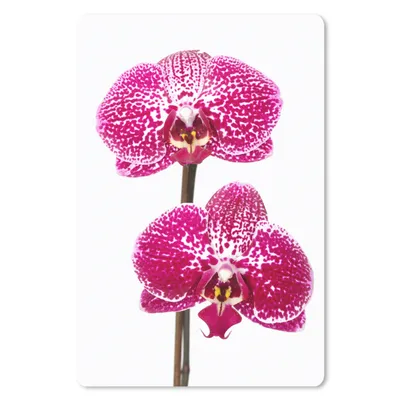 Obrázek produktu pro Podložka pod myš - Orchidejově růžová - 40x60cm - Podložka pod myš