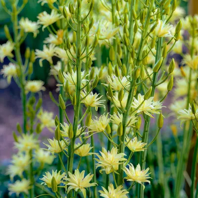 Produktbild von Camassia Prärielilie - Blumenzwiebeln Mehrjährig Winterhart - 50 Zwiebeln - 5 Sorten - Echte Pflanzen aus Holland - Für Garten, Töpfe und Balkon (keine Samen, nicht künstlich)