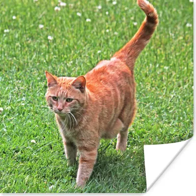 Produktbild von MuchoWow® Poster Katze - Rot - Katze - Mädchen - Kinder - Jungen - Kind 50x50 cm - Wohnzimmerdekoration