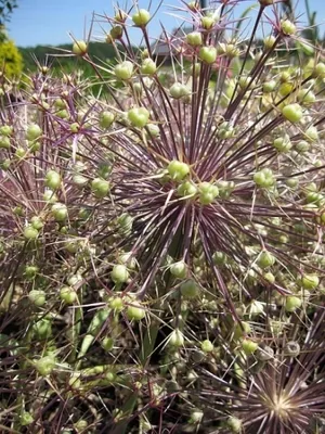 Produktbild von Sternkugel Lauch - Allium albopilosum Christophii