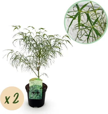 Obrázek produktu pro Japonský javor Acer palmatum 'Koto-no-ito' 2 kusy, výška 70cm, prumer 19cm