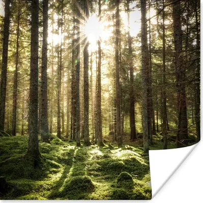 Produktbild von MuchoWow® Poster Wald - Moos - Baum 75x75 cm - Wand Dekoration