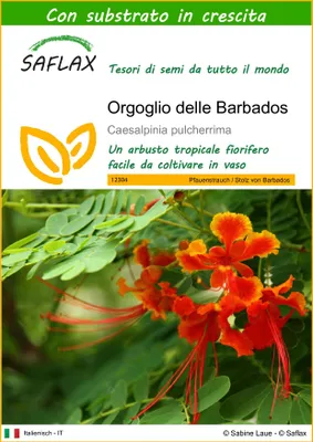 Immagine prodotto di SAFLAX  - Orgoglio delle Barbados - 10 semi - Con substrato - Caesalpinia