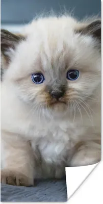 Produktbild von MuchoWow® Poster Kätzchen - Katze - Tier 60x120 cm - Wandschmuck