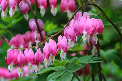 Produktbild von Stauden Gänge 10 x Dicentra spectabilis - Tränendes Herz - Rosa Rot - Romantische Blüten in herzförmiger Perfektion - Seltenheit - Rarität