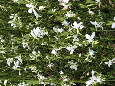 Produktbild von 6 x Gaura lindh. 'Snowbird' (= oenothera lindh.) – Prachtkerze - Topf 9x9 cm