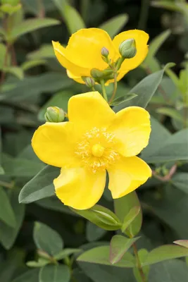 Produktbild von Hypericum 'Hidcote', Johanniskraut, leuchtend gelb, ca. 9x9 cm Topf