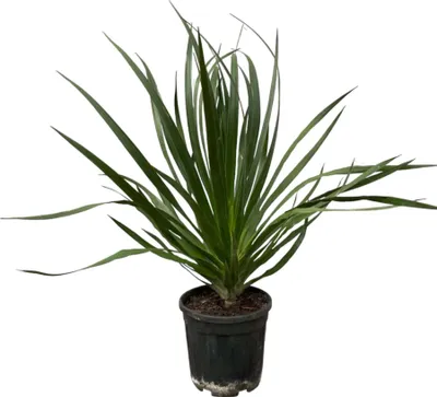 Produktbild von Trendyplants - Dracaena Draco - Gartenpflanze - Höhe 90-110 cm - Topfgröße Ø24cm