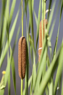 Produktbild von Typha latifolia, Breitblättriger Rohrkolben, ca. 9x9 cm Topf