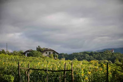 Immagine prodotto di T.N. 16 Souvignier Gris Piwi - 2021 - Azienda vinicola biologica Hof Gandberg - Thomas Niedermayr