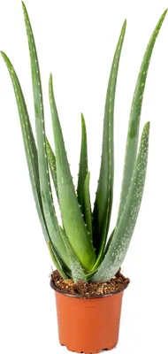 Image de Bloomique - Aloe Vera - Plantes d’intérieur - Plantes grasses - Succulentes - Très facile à entretenir - Hauteur 30-40 cm - Pot 12 cm