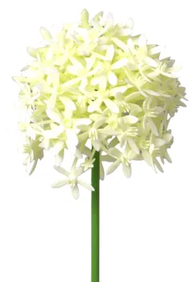 Produktbild von Kunstblume ALLIUM ca 64cm. Blütenkopf ca 9,5cm. CREME