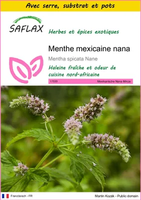 Image de SAFLAX Ensemble de culture - Menthe mexicaine nana - 500 graines - Mentha