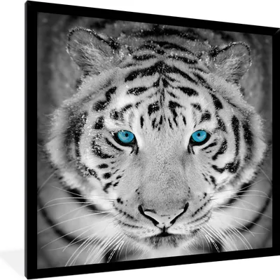 Produktbild von MuchoWow® MuchoWow® Gerahmtes Poster Tiger - Weiß - Augen 40x40 cm - Poster mit zchwarzem Bilderrahmen - Mit Rahmen - Wanddekoration Schlafzimmer