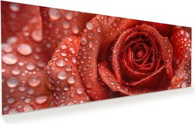 Produktbild von Glasbild 100x40cm in XXL für Wohnzimmer, Schlafzimmer Motiv Wassertropfen Rose