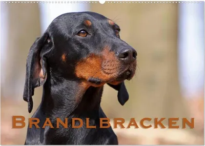 Produktbild von Brandlbracken (Wandkalender 2026 DIN A2 quer), CALVENDO Monatskalender