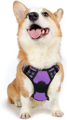 Immagine prodotto di Pettorina per cani Rabbitgoo, regolabile - Viola, taglia M