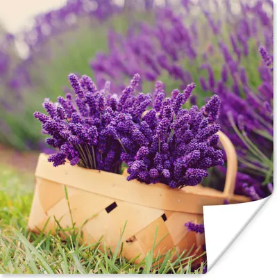 Produktbild von MuchoWow® Poster Frischer Lavendel in einem Korb 50x50 cm - Wohnzimmerdekoration