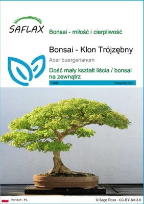 Zdjęcie produktu dla SAFLAX - Bonsai - Klon Trójzębny - 30 Nasiona - Acer buergerianum