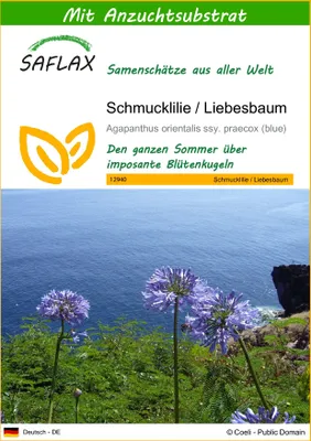 Produktbild von SAFLAX - Schmucklilie / Liebesbaum - 50 Samen - Mit keimfreiem Anzuchtsubstrat - Agapanthus orientalis