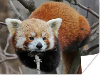 Produktbild von MuchoWow® Poster Roter Panda - Äste - Baum 160x120 cm - Foto Plakat