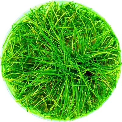 Produktbild von Eco Plant - Eleocharis Parvula - InVitro kleiner Becher Eco Plant