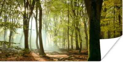Produktbild von MuchoWow® Poster Wald - Sonne - Jahreszeiten - Landschaft 160x80 cm - Foto Poster