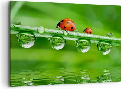 Produktbild von Bild auf Leinwand - Leinwandbild - Marienkäfer Wasser Grün Umwelt - 120x80cm - Wand Bild - Wanddeko - Leinwanddruck - Bilder - Kunstdruck - Wanddekoration - Leinwand bilder - Wandkunst - AA120x80-2661