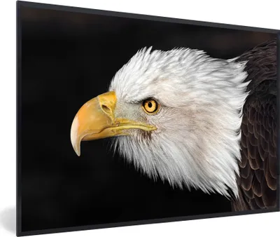 Produktbild von MuchoWow® MuchoWow® Gerahmtes Poster Adler - Vogel - Schnabel - Augen 30x20 cm - Poster mit zchwarzem Bilderrahmen - Kunstdruck - Bild-Poster
