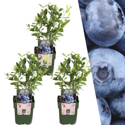 Image de Plants by Frank | 3 plants de myrtilles 100 %| Vaccinium corymbosum | Arbuste à baies | Verger | Plantes de jardin