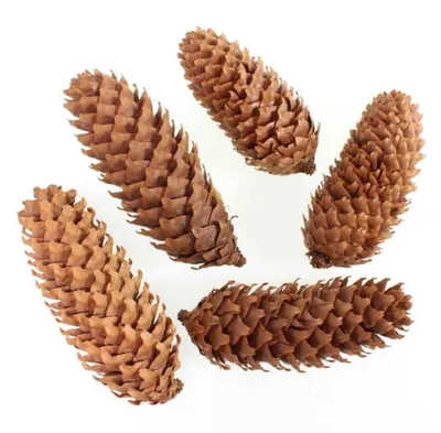 Produktbild von 1 kg Fichtenzapfen natur Fichte Zapfen ca.12-14cm