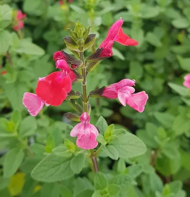 Image de Salvia microphylla 'Grahamii' / Sauge de Graham