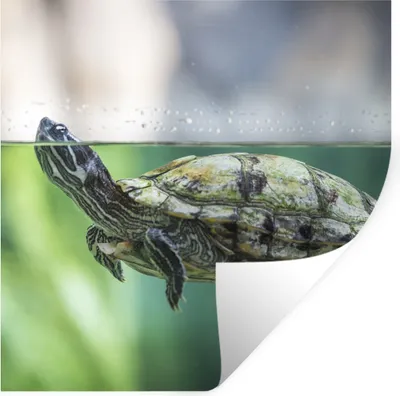 Produktbild von MuchoWow® Wandtattoo Wandsticker Wandaufkleber Nahaufnahme einer Schildkröte 80x80 cm Selbstklebend und Repositionierbar - Wierderverwendbar - Selbstklebend